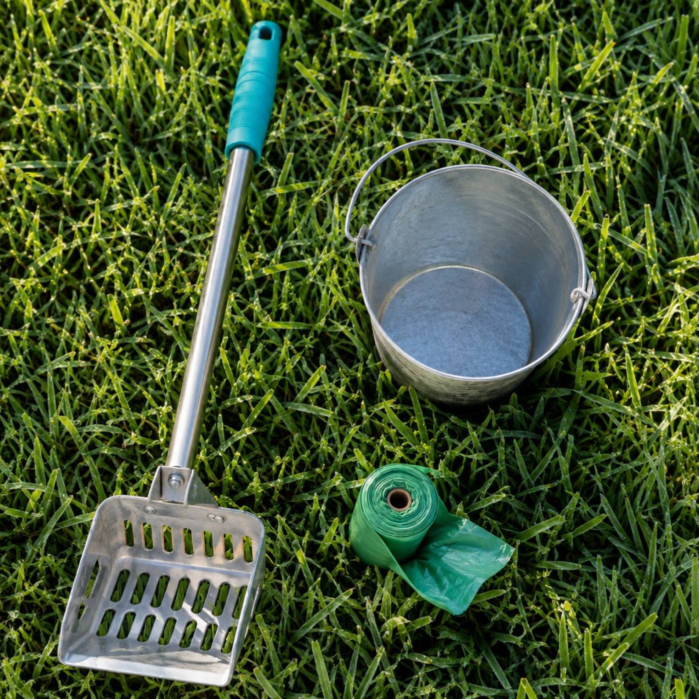 A scoop, bucket and roll of bags resting on dewy lawn grass at sunrise